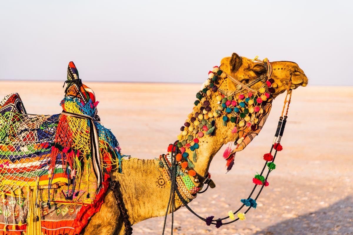 Jaisalmer Desert Festival 2024: A spectacle of sand, culture, and celebration