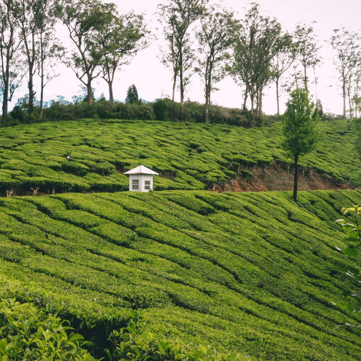 Munnar