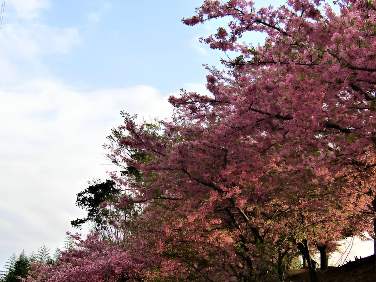 6 must-visit spots for cherry blossoms in Bangalore