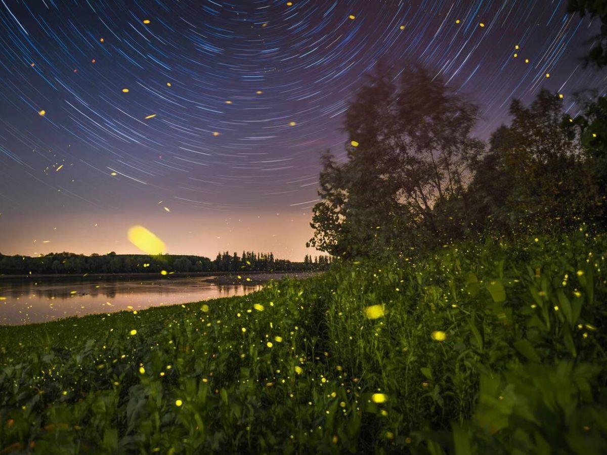 All you need to know about the famous firefly festival Bhandardara